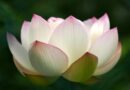 Nhân duyên Đức Phật thuyết bài kinh về Nghiệp Cūḷakammavibhaṅgasutta